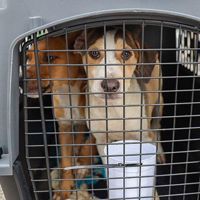 dogs ready for transport