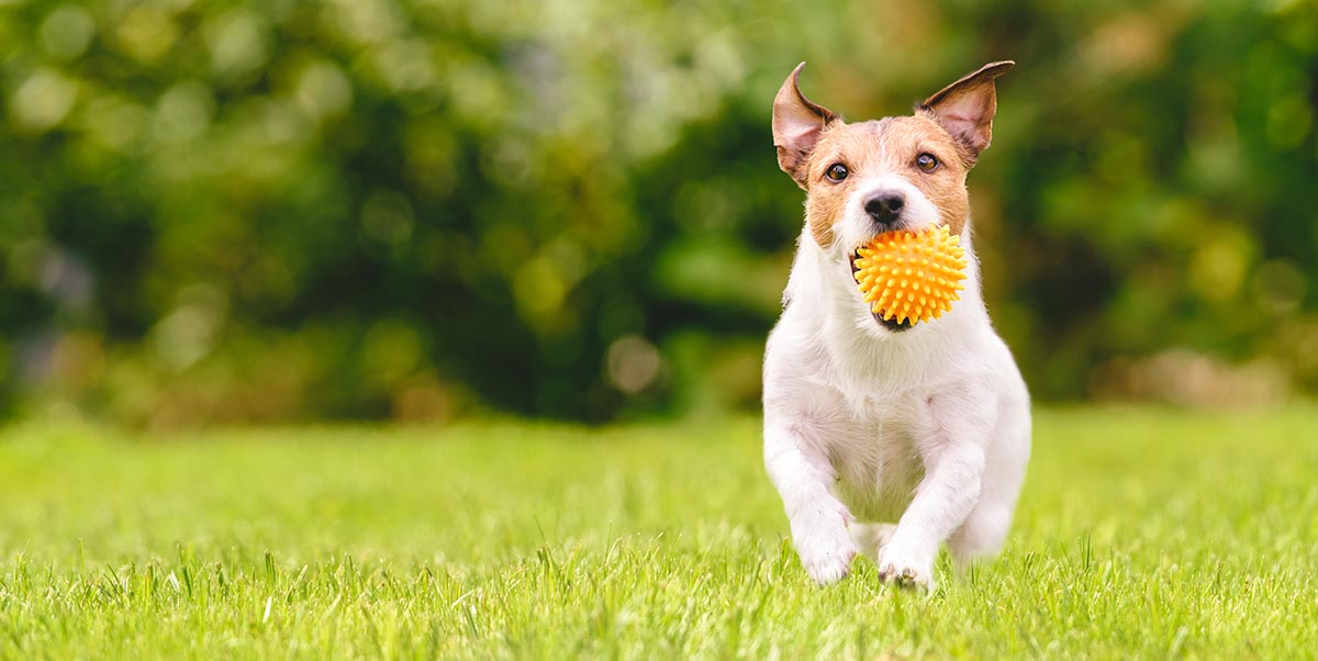 happy running dog