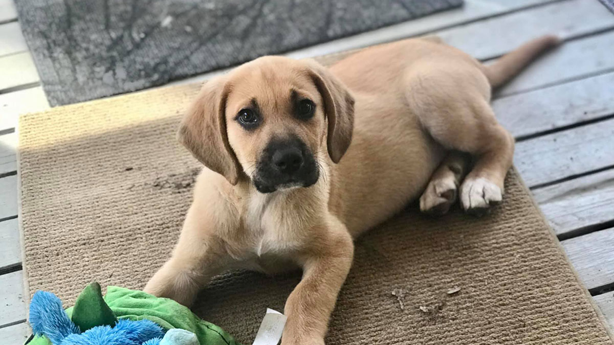 happy dog with toy