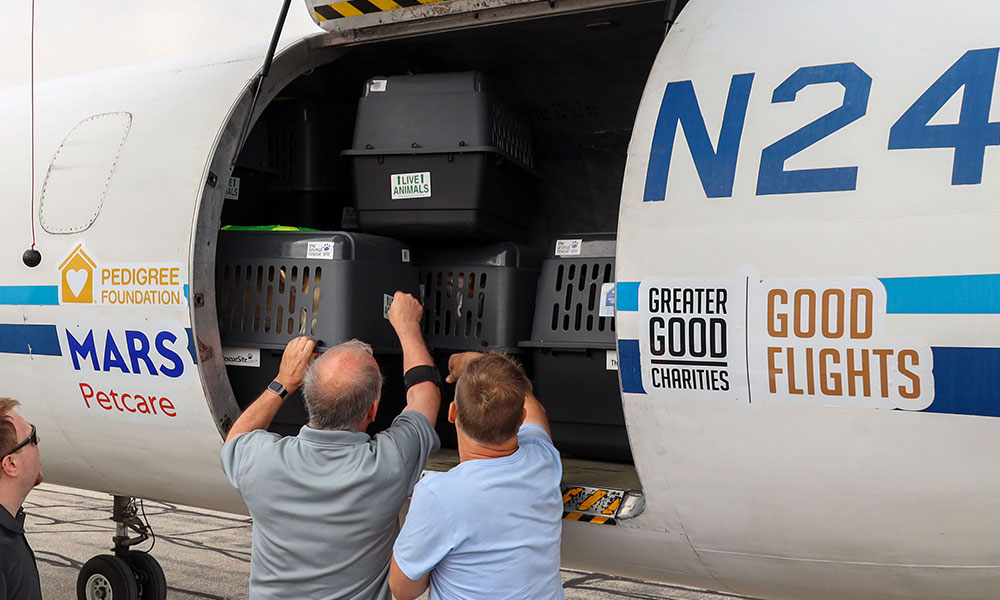 pets are loaded onto a transport plane