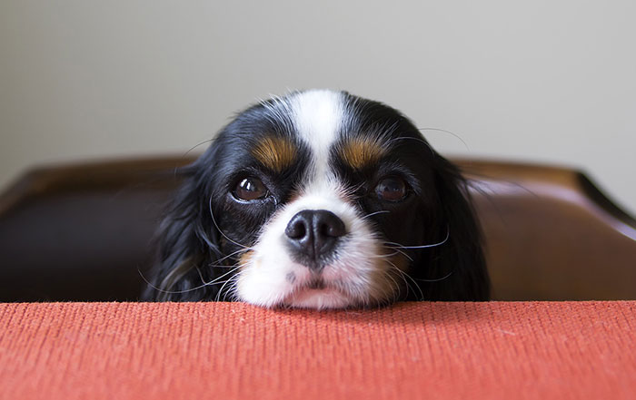 dog begging at table