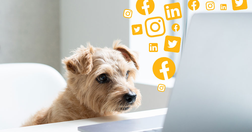 dog looking at computer with social media