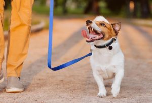 happy dog on a walk