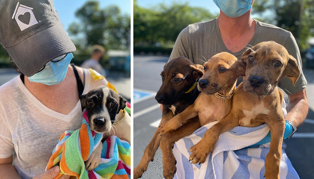 dogs carried by shelter teams after arriving on a transport